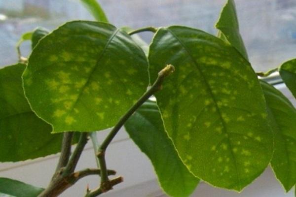 spots on leaves 