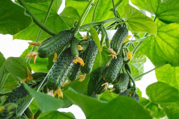 List of the best varieties of cucumbers for 2024