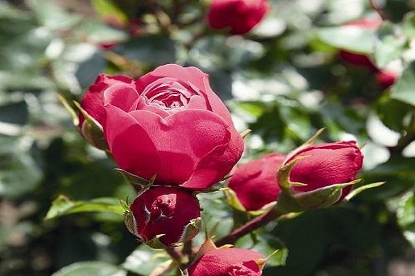 variétés de roses