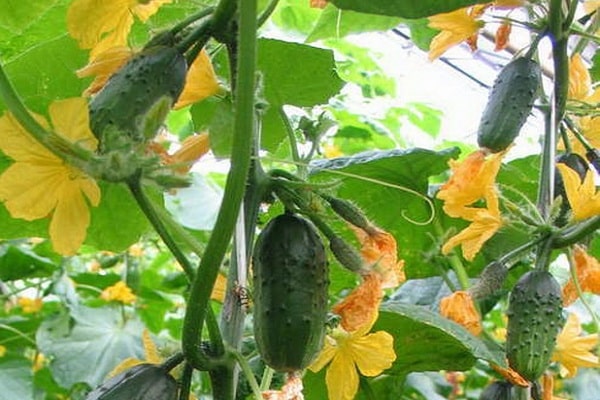 variedades de colibríes