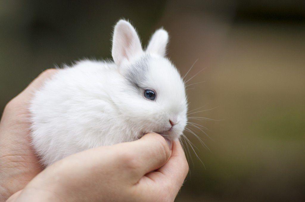 malý králík