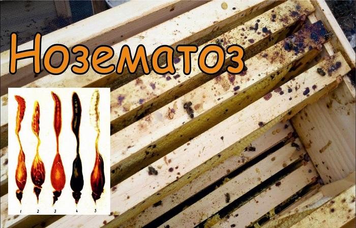 Síntomas de nosematosis en abejas y métodos para tratar la enfermedad, prevención.