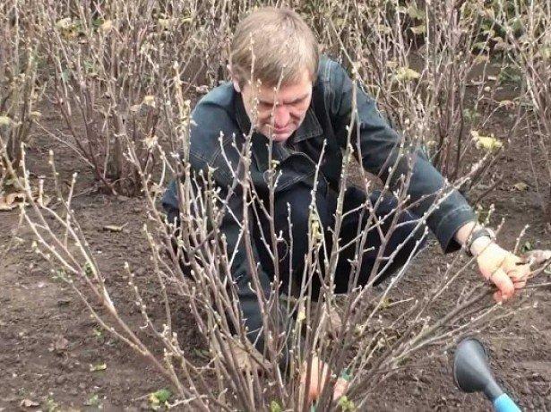 pruning ng gooseberry