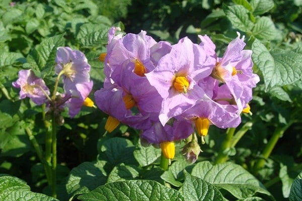 aardappel bloemen