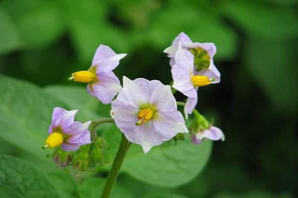 blommande utseende 