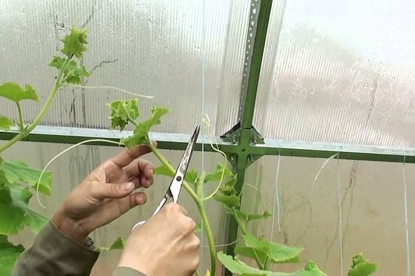 Is it necessary to pick off the mustache of cucumbers in open ground and greenhouses, and why?