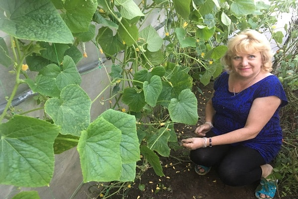 agrotechnische Techniken