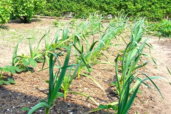 knoflook uit de grond