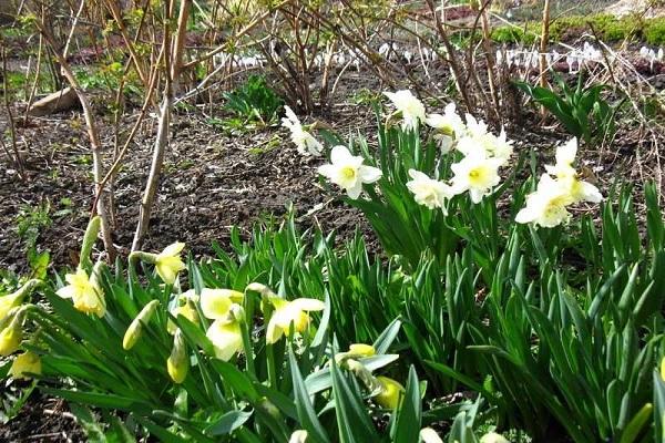 flores de narciso