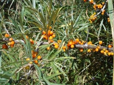 pagpapalaganap ng sea buckthorn