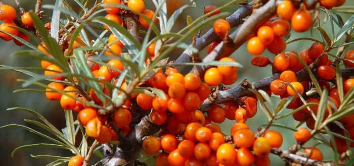 sea ​​buckthorn pruning