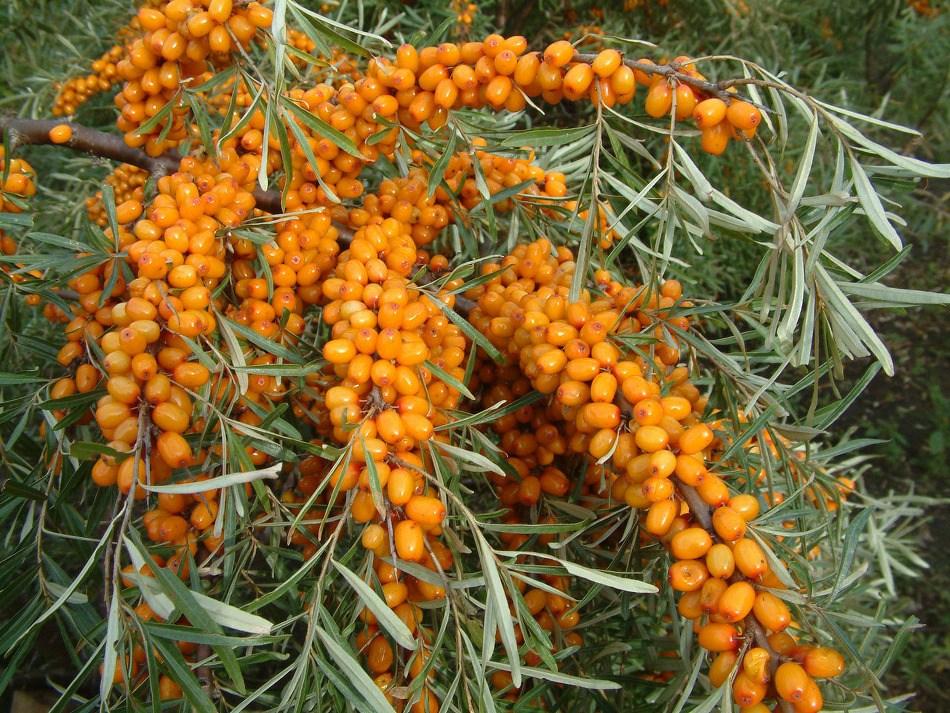 RIPED sea buckthorn