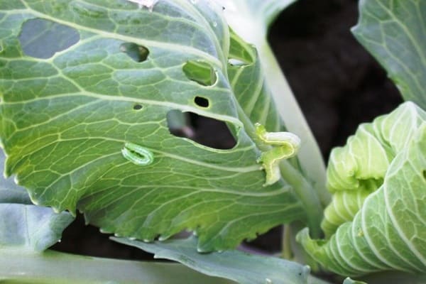 cabbage forks