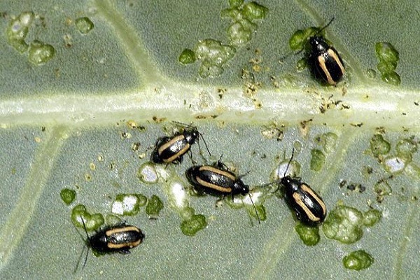 wavy flea beetle