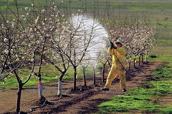 tiempo de floración