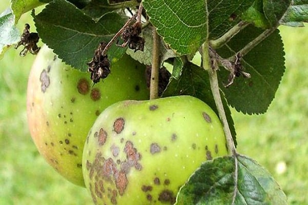 las frutas están dañadas 