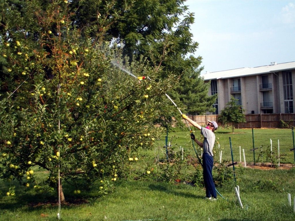 een appelboom besproeien