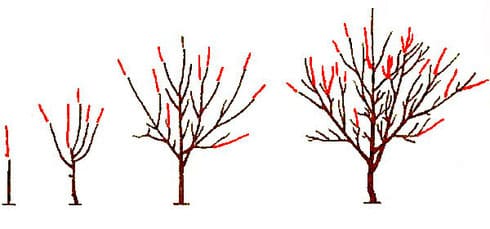 cherry pruning