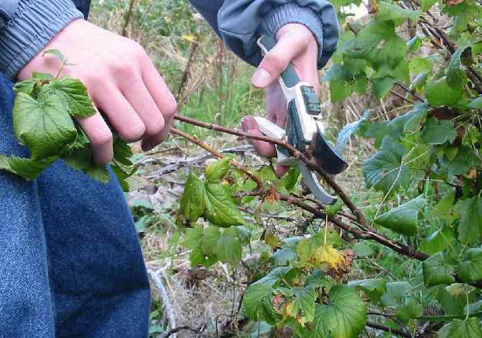 ribizli bokrok metszése