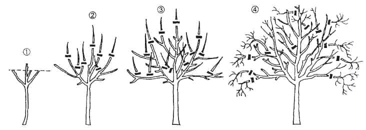 päronbeskärning