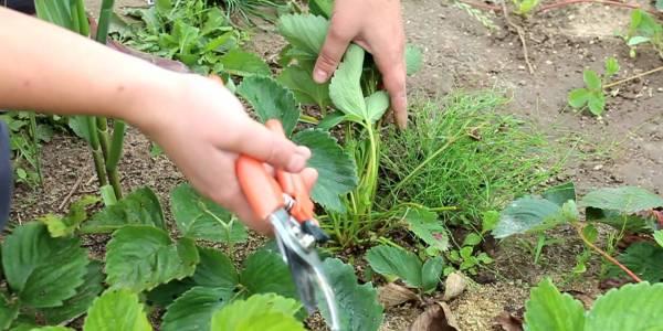 snoeien van aardbeien