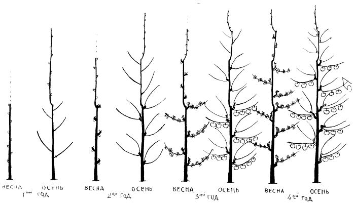 pear pruning