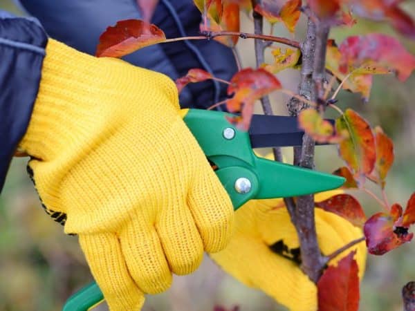 pear pruning