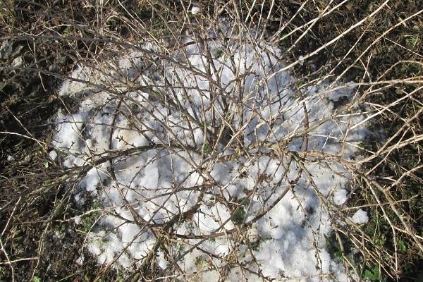 sneeuw op de grond 