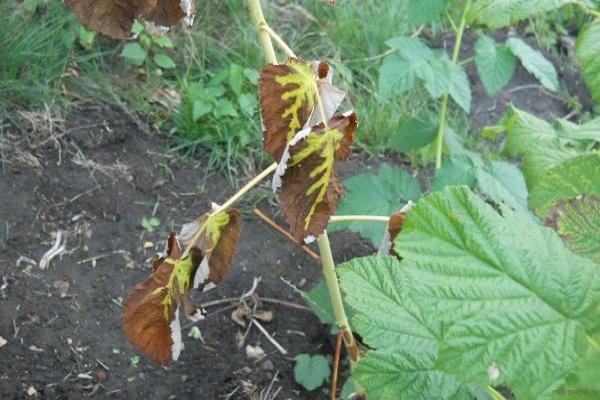 sygdomme på planten 