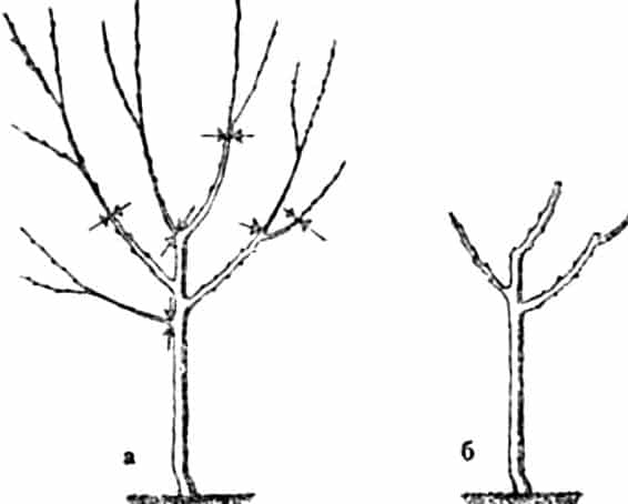 peach pruning