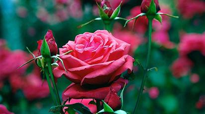 keňská růže