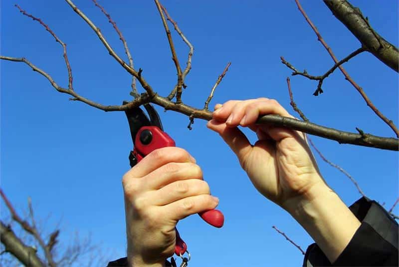 plum pruning