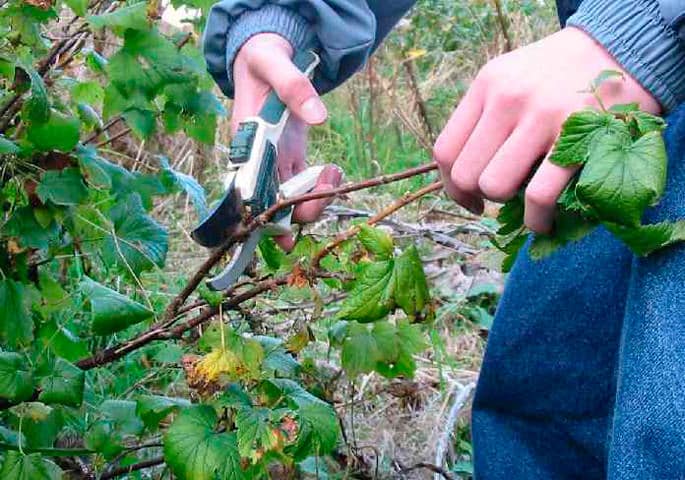 currant pruning