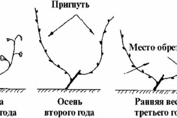 kopīgas shēmas