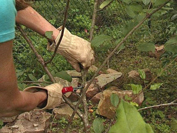 cherry pruning