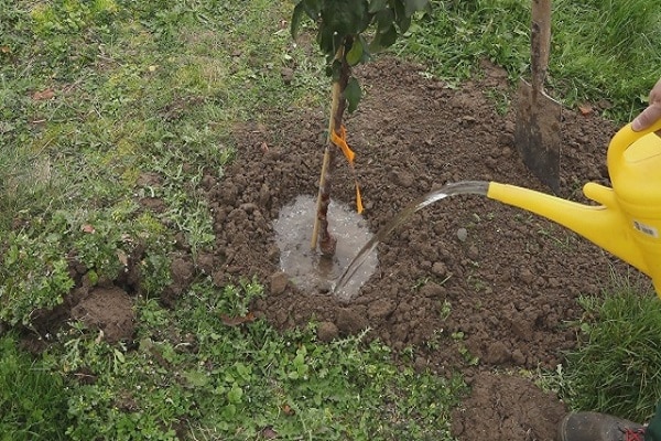 pagdidilig mula sa isang watering can 