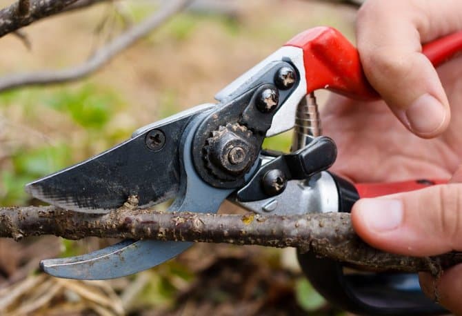 currant pruning