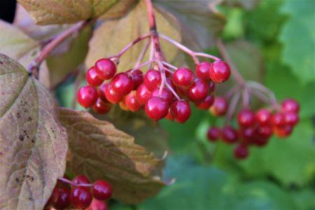 μάτσο viburnum