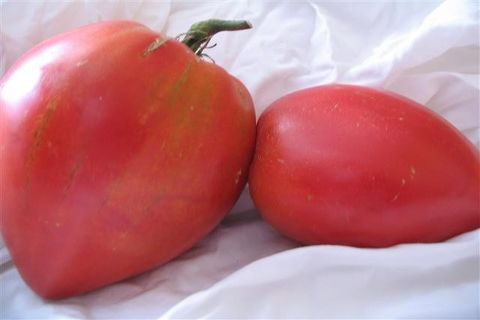 Ob Kuppeltomaten