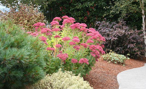 Kiemelkedő sedum