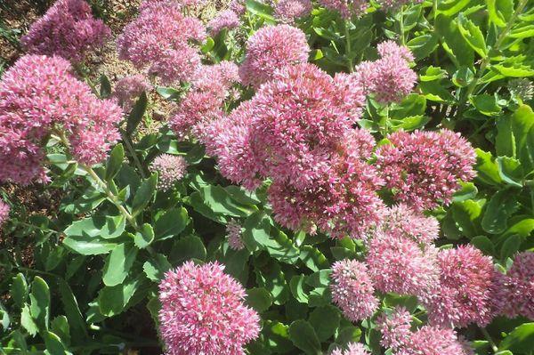 Sedum paars