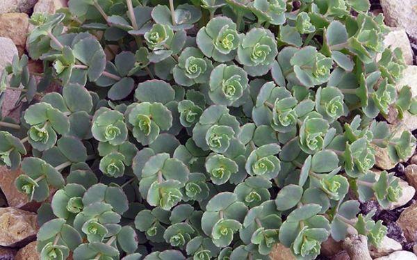 hojas de sedum