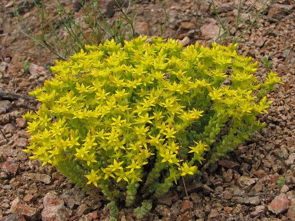 Sedum kaustik