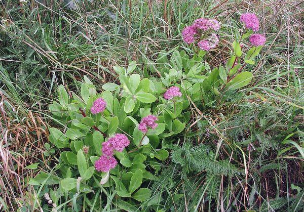 Gemeenschappelijke sedum