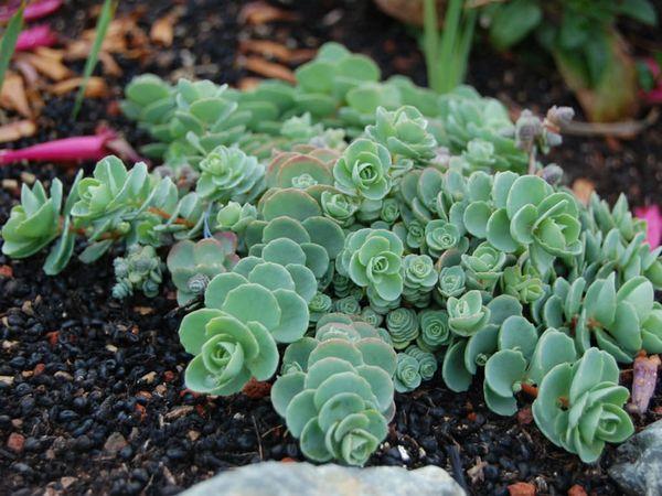 Jonge sedum