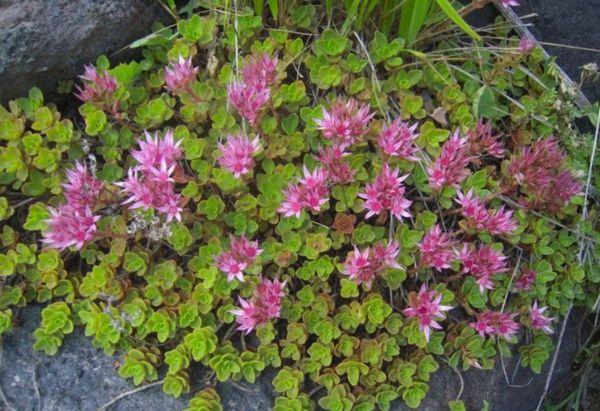 Falsches Sedum