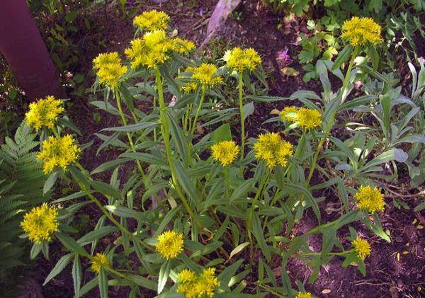 Sedum tenaz