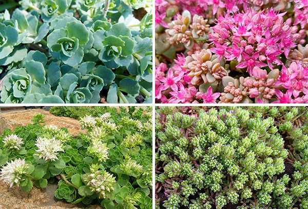 olika sedum 