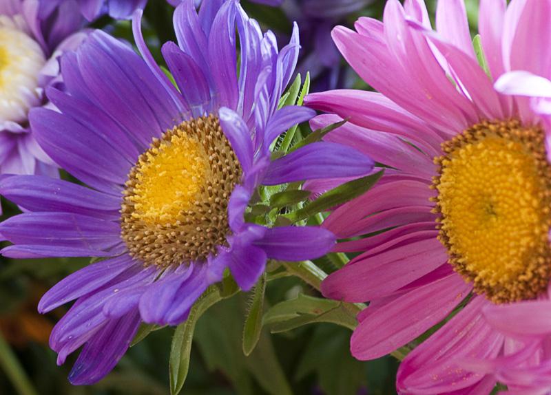 planting an aster