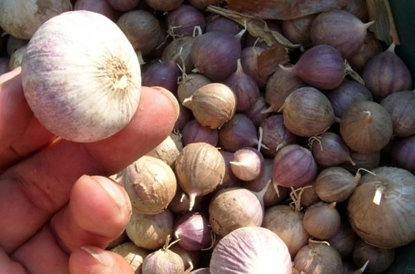 appearance of single clove garlic